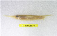 藏品(蝦魚)的圖片